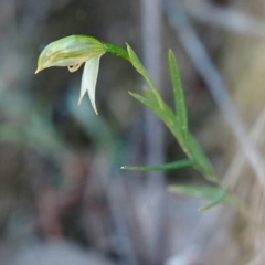 Bunochilus umbrinus (ACT) = Pterostylis umbrina (NSW) (Broad-sepaled Leafy Greenhood) at Hackett, ACT by David