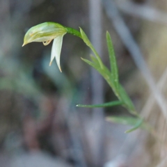 Bunochilus umbrinus (ACT) = Pterostylis umbrina (NSW) (Broad-sepaled Leafy Greenhood) by David