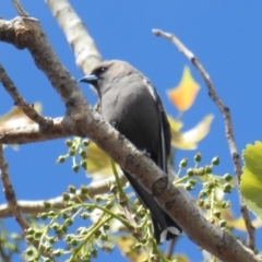 Artamus cyanopterus (Dusky Woodswallow) at Pialligo, ACT - 7 Oct 2018 by HelenCross