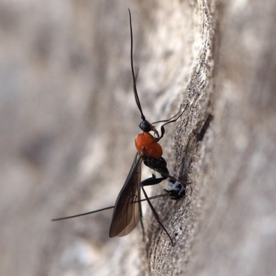 Braconidae (family) (Unidentified braconid wasp) at Point 5805 - 7 Oct 2018 by David