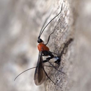 Braconidae (family) at Undefined Area - 7 Oct 2018 03:42 PM