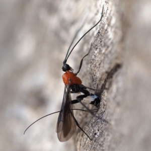 Braconidae (family) at Point 5805 - 7 Oct 2018