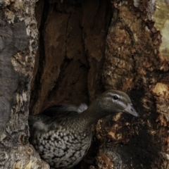 Chenonetta jubata (Australian Wood Duck) at GG401 - 5 Oct 2018 by BIrdsinCanberra