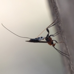 Braconidae (family) at Point 5805 - 7 Oct 2018