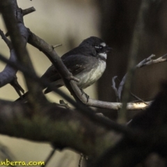 Rhipidura albiscapa (Grey Fantail) at Hughes, ACT - 5 Oct 2018 by BIrdsinCanberra