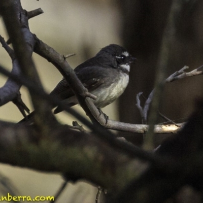 Rhipidura albiscapa (Grey Fantail) at Hughes, ACT - 5 Oct 2018 by BIrdsinCanberra