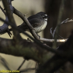 Rhipidura albiscapa at Hughes, ACT - 6 Oct 2018 08:43 AM