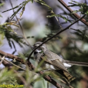 Rhipidura albiscapa at Hughes, ACT - 6 Oct 2018 08:43 AM