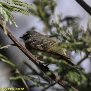 Rhipidura albiscapa at Hughes, ACT - 6 Oct 2018 08:43 AM