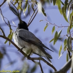 Coracina novaehollandiae (Black-faced Cuckooshrike) at Hughes, ACT - 6 Oct 2018 by BIrdsinCanberra