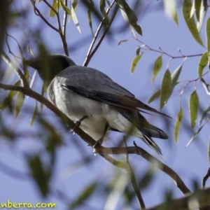 Coracina novaehollandiae at Hughes, ACT - 6 Oct 2018