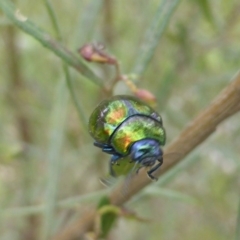 Callidemum hypochalceum (Hop-bush leaf beetle) at Symonston, ACT - 5 Oct 2015 by Mike