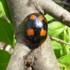 Paropsisterna beata (Blessed Leaf Beetle) at Mount Mugga Mugga - 11 Oct 2015 by Mike