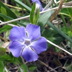 Vinca major (Blue Periwinkle) at Fyshwick, ACT - 7 Oct 2018 by RodDeb