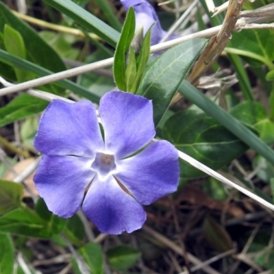Vinca major (Blue Periwinkle) at Fyshwick, ACT - 6 Oct 2018 by RodDeb