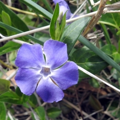 Vinca major (Blue Periwinkle) at Jerrabomberra Wetlands - 6 Oct 2018 by RodDeb