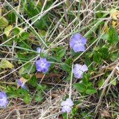 Vinca major at Fyshwick, ACT - 7 Oct 2018