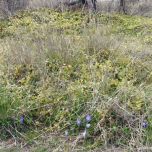 Vinca major at Fyshwick, ACT - 7 Oct 2018