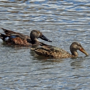 Spatula rhynchotis at Fyshwick, ACT - 7 Oct 2018