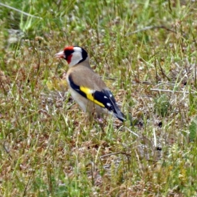 Carduelis carduelis (European Goldfinch) at Fyshwick, ACT - 7 Oct 2018 by RodDeb