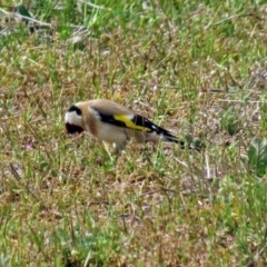 Carduelis carduelis at Fyshwick, ACT - 7 Oct 2018