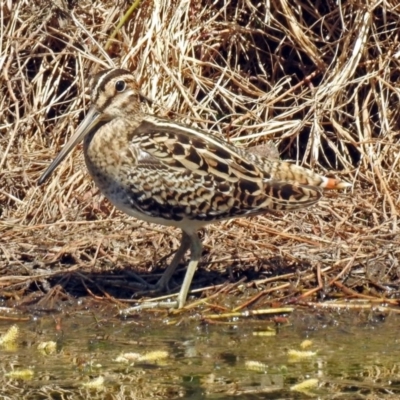 Gallinago hardwickii (Latham's Snipe) at Fyshwick, ACT - 7 Oct 2018 by RodDeb