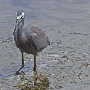 Egretta novaehollandiae at Fyshwick, ACT - 7 Oct 2018