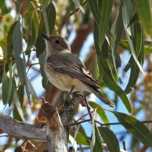 Pachycephala rufiventris at Fyshwick, ACT - 7 Oct 2018 10:35 AM