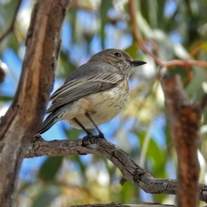 Pachycephala rufiventris at Fyshwick, ACT - 7 Oct 2018 10:35 AM