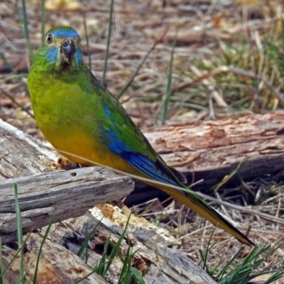 Neophema pulchella (Turquoise Parrot) at Fyshwick, ACT - 7 Oct 2018 by RodDeb