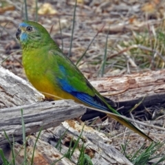 Neophema pulchella at Fyshwick, ACT - 7 Oct 2018