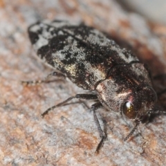 Diphucrania acuducta (Acuducta jewel beetle) at Aranda, ACT - 7 Oct 2018 by Harrisi