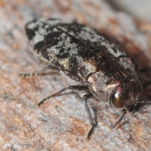 Diphucrania acuducta at Aranda, ACT - 7 Oct 2018 08:01 PM