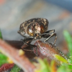 Diphucrania acuducta at Aranda, ACT - 7 Oct 2018 08:01 PM