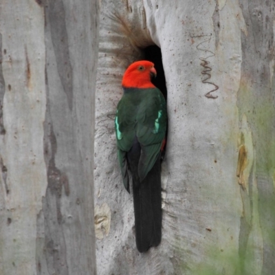 Alisterus scapularis (Australian King-Parrot) at Acton, ACT - 5 Oct 2018 by TimL
