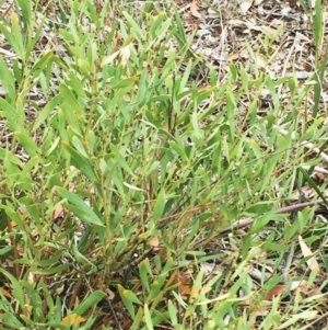 Daviesia mimosoides at Yarralumla, ACT - 5 Oct 2018 10:00 AM