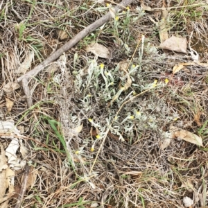 Chrysocephalum apiculatum at Yarralumla, ACT - 5 Oct 2018 10:00 AM