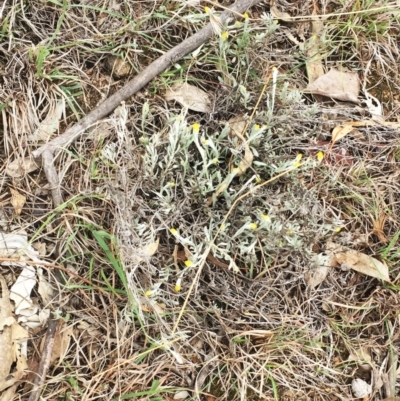 Chrysocephalum apiculatum (Common Everlasting) at Yarralumla, ACT - 5 Oct 2018 by ruthkerruish