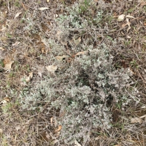 Chrysocephalum apiculatum at Yarralumla, ACT - 5 Oct 2018