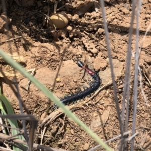 Scolopendra laeta at Symonston, ACT - 8 Oct 2018 12:47 PM