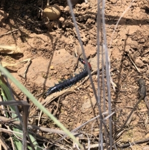 Scolopendra laeta at Symonston, ACT - 8 Oct 2018 12:47 PM