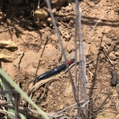 Scolopendra laeta at Symonston, ACT - 8 Oct 2018 12:47 PM