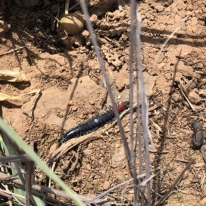 Scolopendra laeta at Symonston, ACT - 8 Oct 2018 12:47 PM