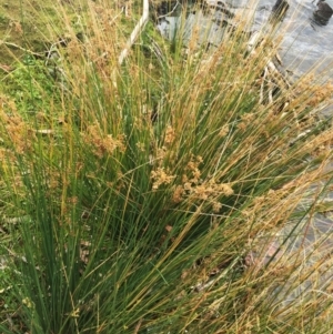 Juncus sp. at Yarralumla, ACT - 5 Oct 2018 10:00 AM