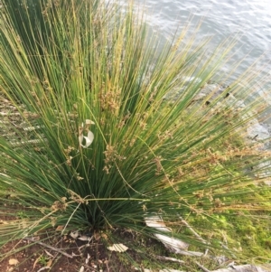 Juncus sp. at Yarralumla, ACT - 5 Oct 2018 10:00 AM