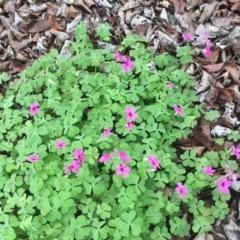 Oxalis articulata (Shamrock) at Yarralumla, ACT - 5 Oct 2018 by ruthkerruish