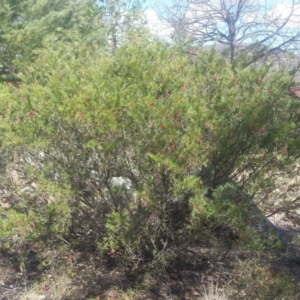 Grevillea juniperina at Griffith, ACT - 7 Oct 2018