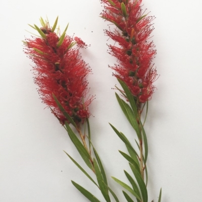 Callistemon sp. (A Bottlebrush) at Yarralumla, ACT - 5 Oct 2018 by ruthkerruish