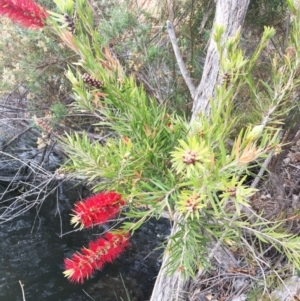 Callistemon sp. at Yarralumla, ACT - 5 Oct 2018 10:30 AM