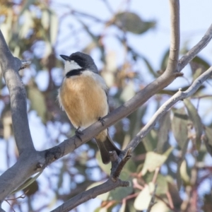 Pachycephala rufiventris at Hawker, ACT - 7 Oct 2018 08:08 AM